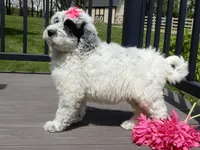 Brooke, a female Sheepadoodle for sale in Berlin, OH – 5 of 10