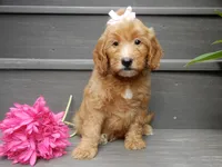 Ginger, a female Miniature Goldendoodle for sale in Berlin, OH – 5 of 7