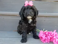 Miley, a female Cockapoo for sale in Berlin, OH – Photo 3 of 3