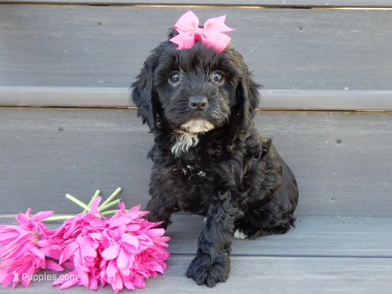 Miley – Cockapoo puppy for sale in Berlin, OH