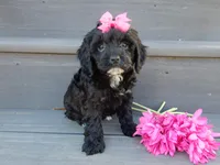 Miley, a female Cockapoo for sale in Berlin, OH – Photo 2 of 3