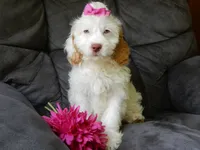 Maci, a female Cockapoo for sale in Berlin, OH – 3 of 6