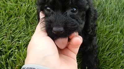 Jet, a male Cockapoo for sale in Berlin, OH – 8 of 9