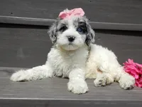 Willow, a female Sheepadoodle for sale in Berlin, OH – 4 of 9