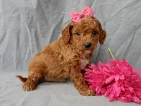Penny, a female Cavapoo for sale in Berlin, OH – Photo 5 of 6