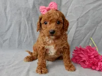 Penny, a female Cavapoo for sale in Berlin, OH – Photo 6 of 6