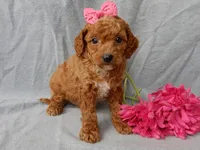 Penny, a female Cavapoo for sale in Berlin, OH – Photo 2 of 6