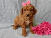 Penny, a female Cavapoo for sale in Berlin, OH – Photo 3 of 6