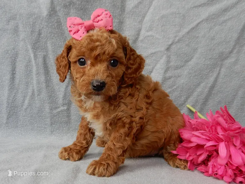 Penny – Cavapoo puppy for sale in Berlin, OH