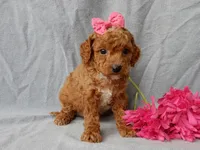 Penny, a female Cavapoo for sale in Berlin, OH – Photo 4 of 6