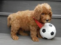 Bingo, a male Miniature Goldendoodle for sale in Berlin, OH – 4 of 6