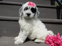 Brooke, a female Sheepadoodle for sale in Berlin, OH – 1 of 10
