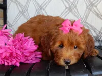 Lulu, a female Miniature Goldendoodle for sale in Berlin, OH – 2 of 5