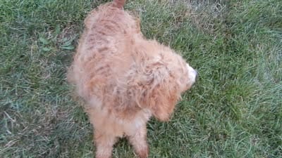Douglas, a male Miniature Goldendoodle for sale in Berlin, OH – 6 of 6