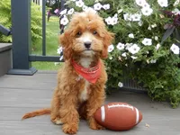 Bud, a male Cavapoo for sale in Berlin, OH – 6 of 6
