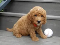 Louie, a male Miniature Goldendoodle for sale in Berlin, OH – 3 of 5