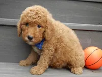 Sammy, a male Miniature Goldendoodle for sale in Berlin, OH – 4 of 5