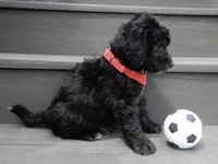 Mason, a male Sheepadoodle for sale in Berlin, OH – 6 of 9