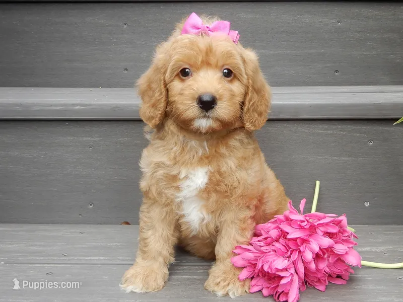 Indy – Miniature Goldendoodle puppy for sale in Berlin, OH