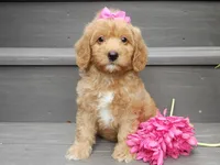 Indy, a female Miniature Goldendoodle for sale in Berlin, OH – 1 of 6