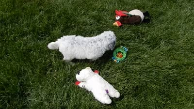 Brooke, a female Sheepadoodle for sale in Berlin, OH – 9 of 10