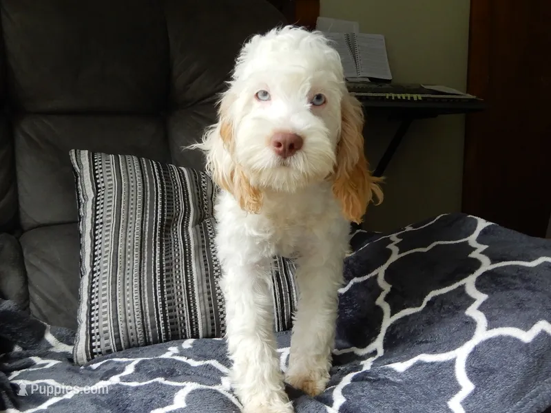 Maci – Cockapoo puppy for sale in Berlin, OH