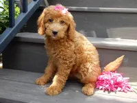 Sunny, a female Miniature Goldendoodle for sale in Berlin, OH – 2 of 6