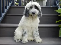 Brooke, a female Sheepadoodle for sale in Berlin, OH – 4 of 8