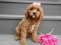 Miley, a female Cavapoo for sale in Berlin, OH – 3 of 5