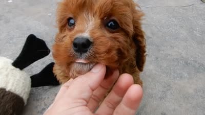 Callie, a female Cavapoo for sale in Berlin, OH – 2 of 2