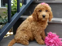Hazel, a female Miniature Goldendoodle for sale in Berlin, OH – 4 of 5