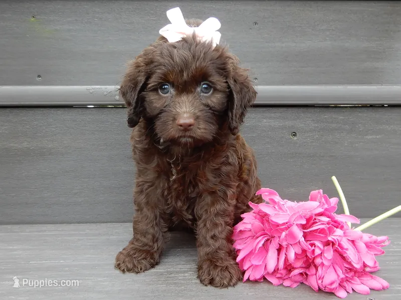 Molly – Cockapoo puppy for sale in Berlin, OH