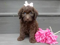 Molly, a female Cockapoo for sale in Berlin, OH – 1 of 6