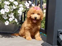 Abby, a female Miniature Goldendoodle for sale in Berlin, OH – 4 of 7