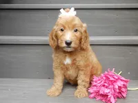 Ginger, a female Miniature Goldendoodle for sale in Berlin, OH – 7 of 7