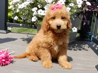 Abby, a female Miniature Goldendoodle for sale in Berlin, OH – 2 of 7