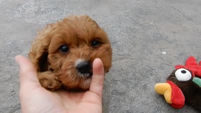 Miley, a female Cavapoo for sale in Berlin, OH – 5 of 5