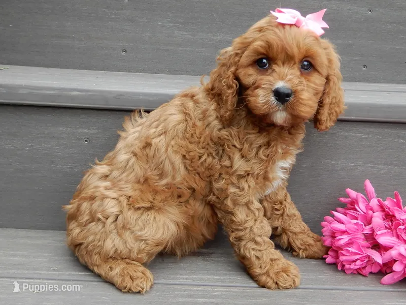 Miley – Cavapoo puppy for sale in Berlin, OH