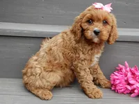 Miley, a female Cavapoo for sale in Berlin, OH – 1 of 5