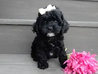 Millie, a female Cockapoo for sale in Berlin, OH – 1 of 7