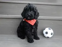 Jet, a male Cockapoo for sale in Berlin, OH – 5 of 9