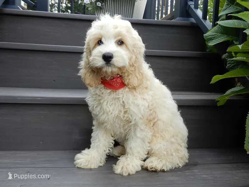 Ollie – Cockapoo puppy for sale in Berlin, OH