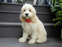 Ollie, a male Cockapoo for sale in Berlin, OH – 1 of 6