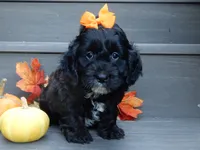 Ellie, a female Cockapoo for sale in Berlin, OH – 5 of 5
