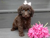 Molly, a female Cockapoo for sale in Berlin, OH – 6 of 6