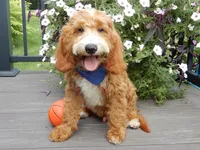 Charlie, a male Miniature Goldendoodle for sale in Berlin, OH – 3 of 7