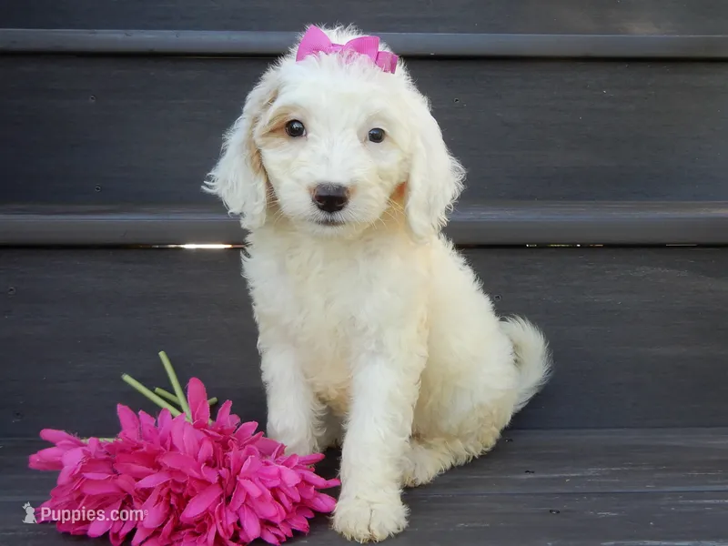 Daisy (medium) – Miniature Goldendoodle puppy for sale in Berlin, OH