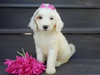 Daisy (medium), a female Miniature Goldendoodle for sale in Berlin, OH – 1 of 6