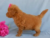 Abby, a female Miniature Goldendoodle for sale in Berlin, OH – 3 of 5