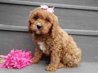 Miley, a female Cavapoo for sale in Berlin, OH – 2 of 5